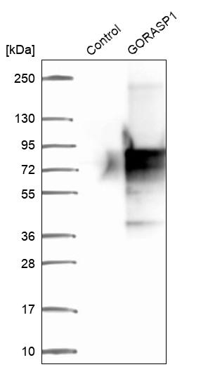 Western blot analysis in control (vector only transfected HEK293T lysate) and GORASP1 over-expression lysate (Co-expressed with a C-terminal myc-DDK tag (~3.1 kDa) in mammalian HEK293T cells, LY403127).