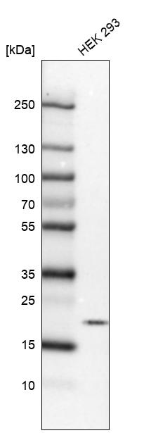 Western blot analysis in human cell line HEK 293.