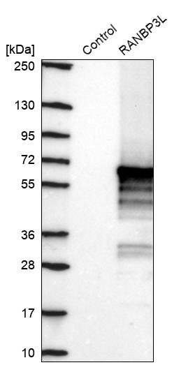 Western blot analysis in control (vector only transfected HEK293T lysate) and RANBP3L over-expression lysate (Co-expressed with a C-terminal myc-DDK tag (~3.1 kDa) in mammalian HEK293T cells, LY408138). Western blot analysis in control (vector only transfected HEK293T lysate) and RANBP3L over-expression lysate (Co-expressed with a C-terminal myc-DDK tag (~3.1 kDa) in mammalian HEK293T cells, LY408138).