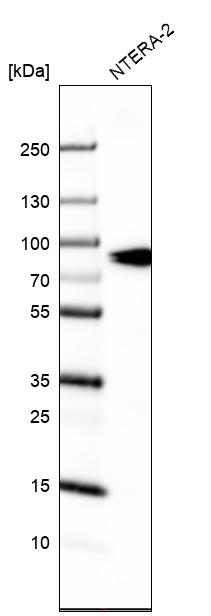 Western blot analysis in human cell line NTERA-2.
