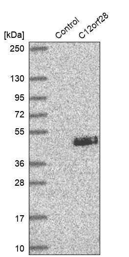 Western blot analysis in control (vector only transfected HEK293T lysate) and C12orf28 over-expression lysate (Co-expressed with a C-terminal myc-DDK tag (~3.1 kDa) in mammalian HEK293T cells, LY405507).